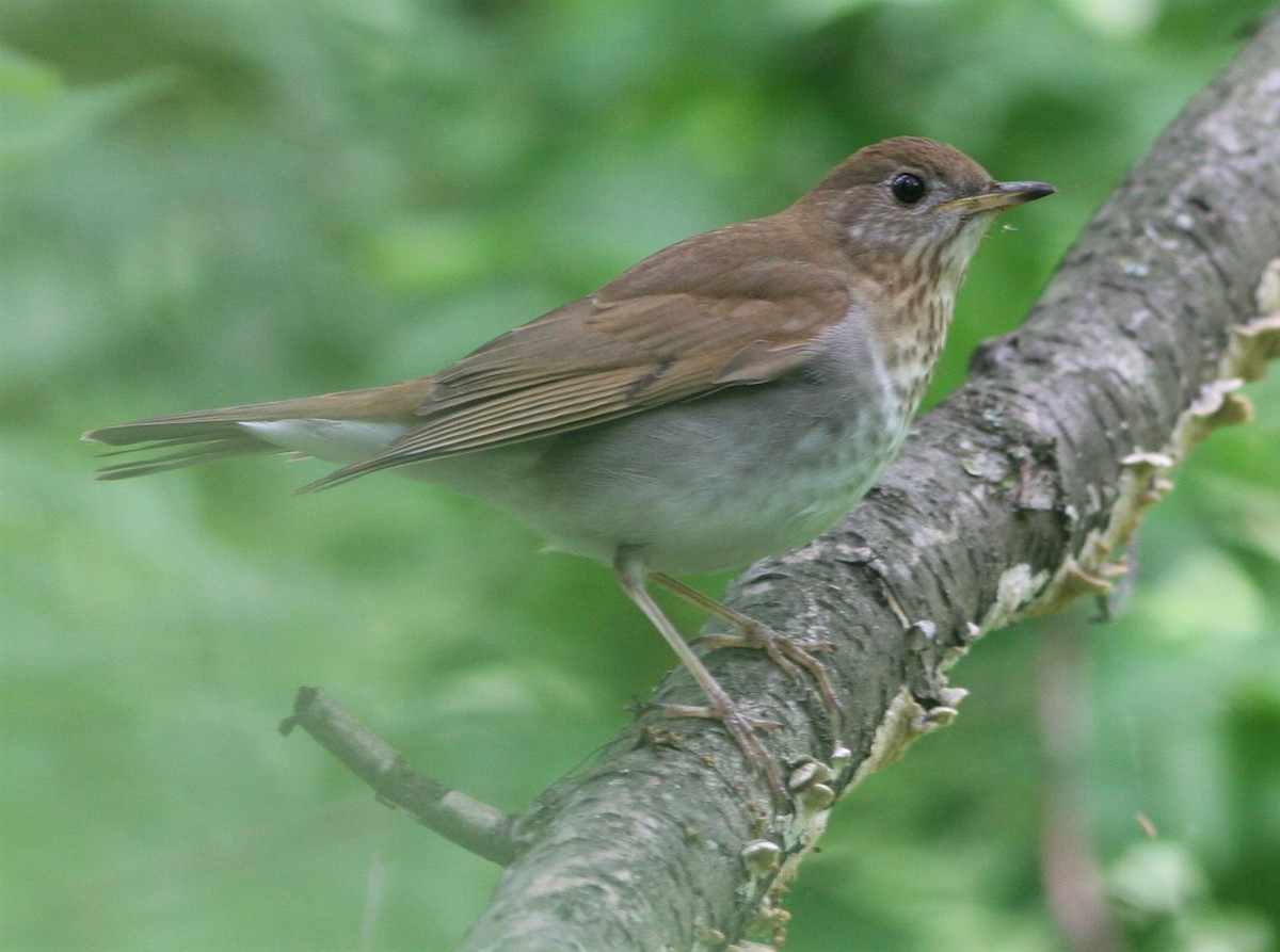 Veery - ML637057465