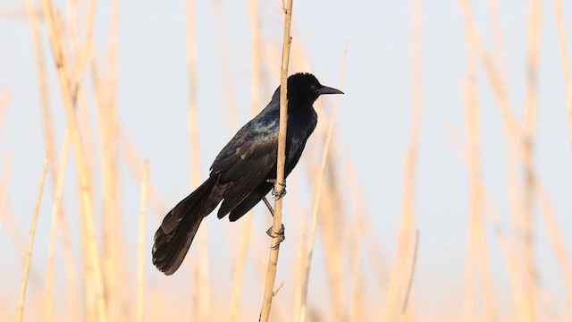 Boat-tailed Grackle - ML637057475