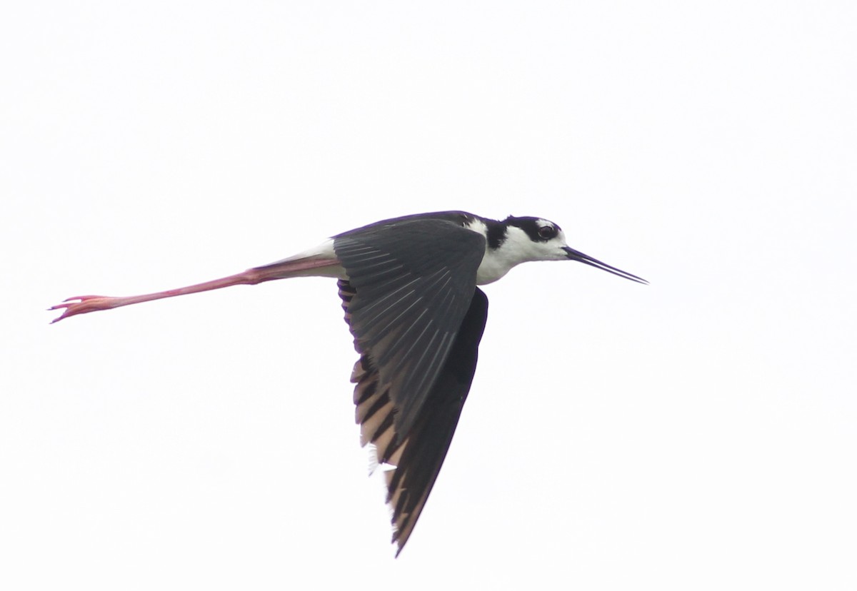 Black-necked Stilt - Edward Landi