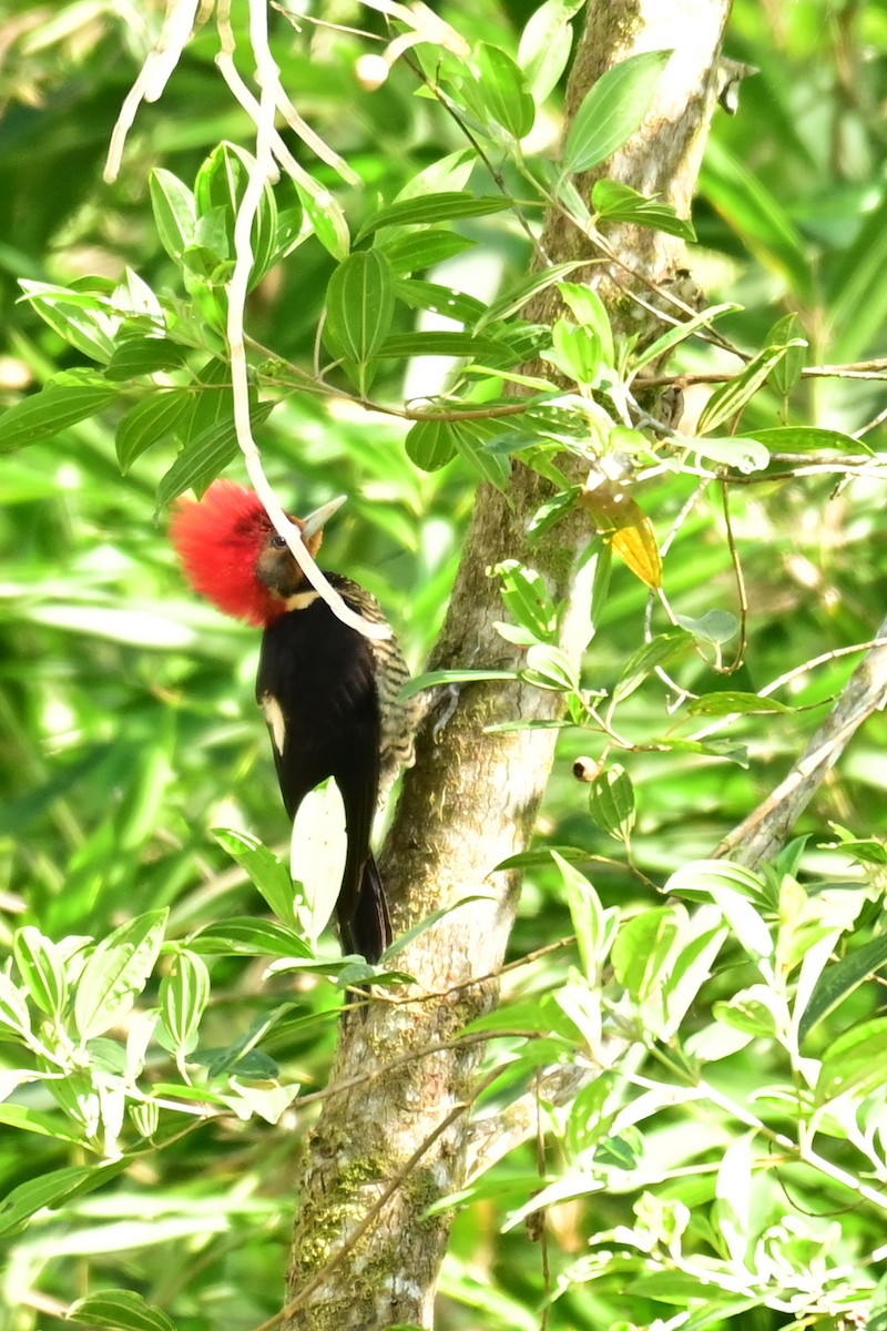 Helmeted Woodpecker - ML637057835