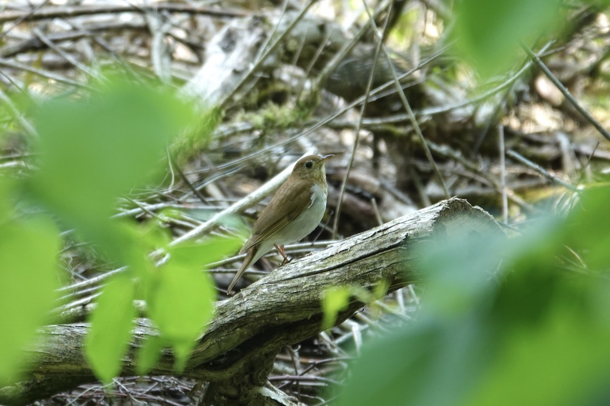 Veery - ML637058156