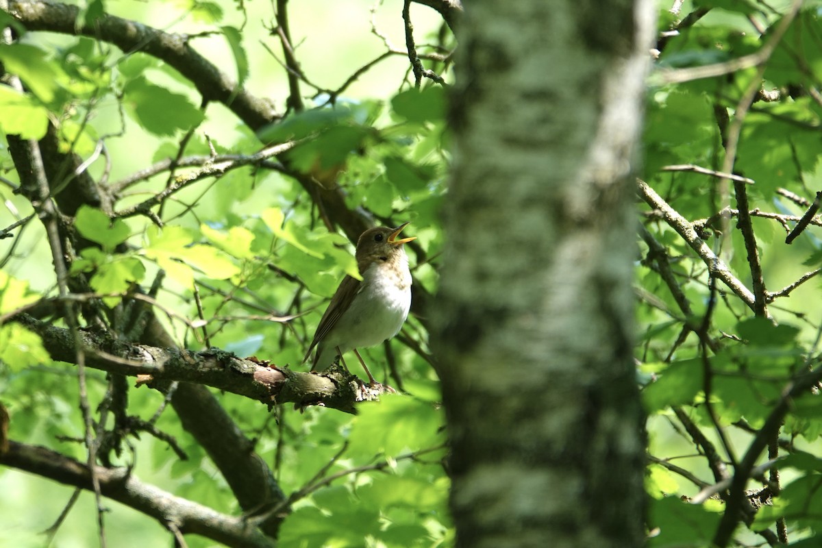 Veery - ML637058157