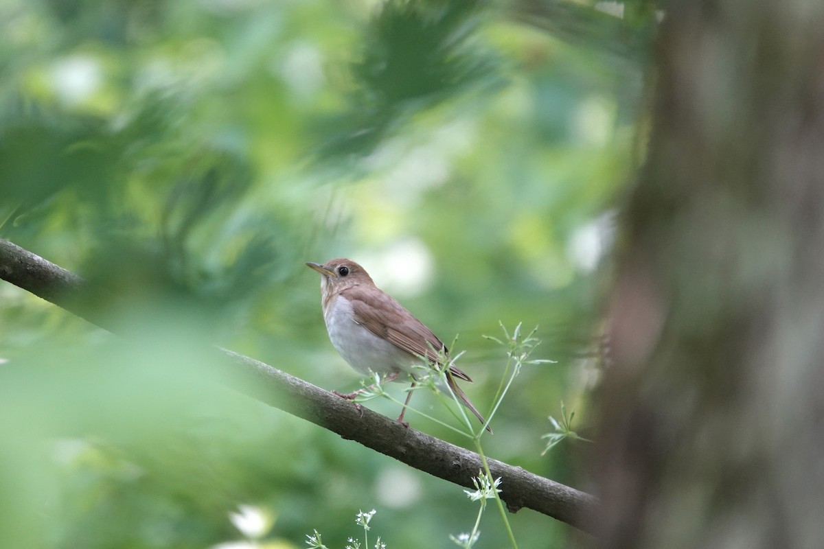 Veery - ML637058158