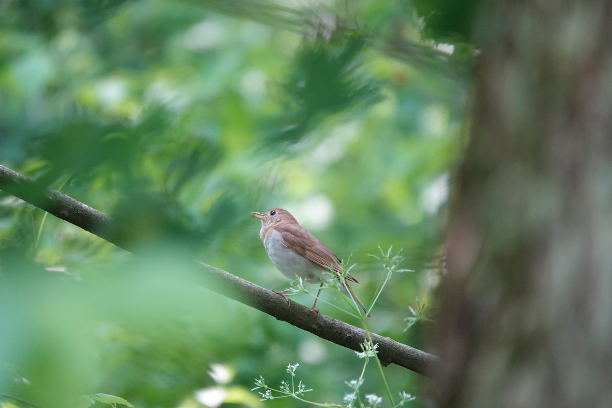 Veery - ML637058159