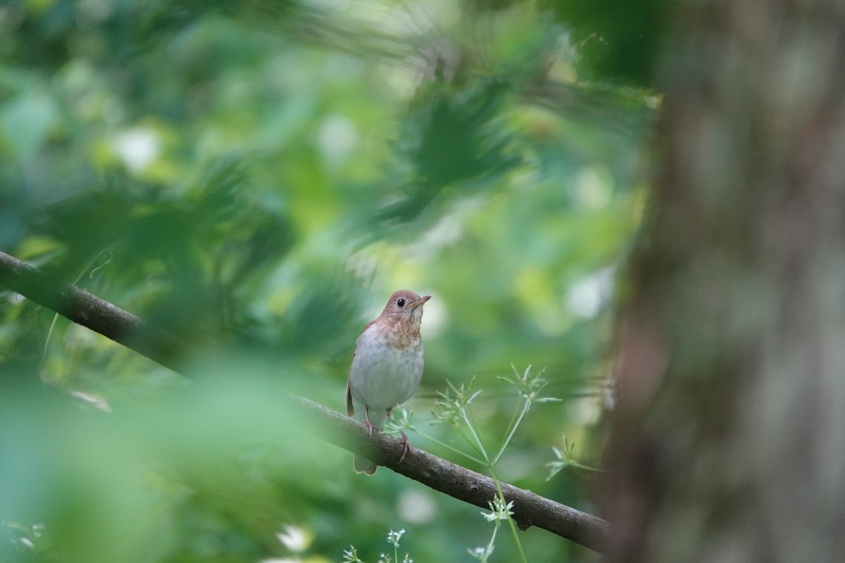 Veery - ML637058160