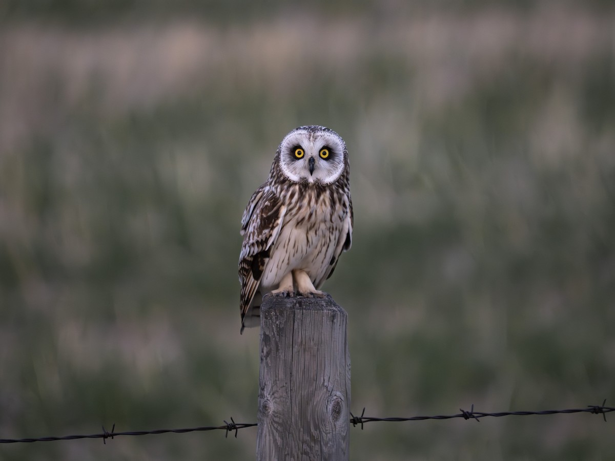 Gufo di palude - ML637058212