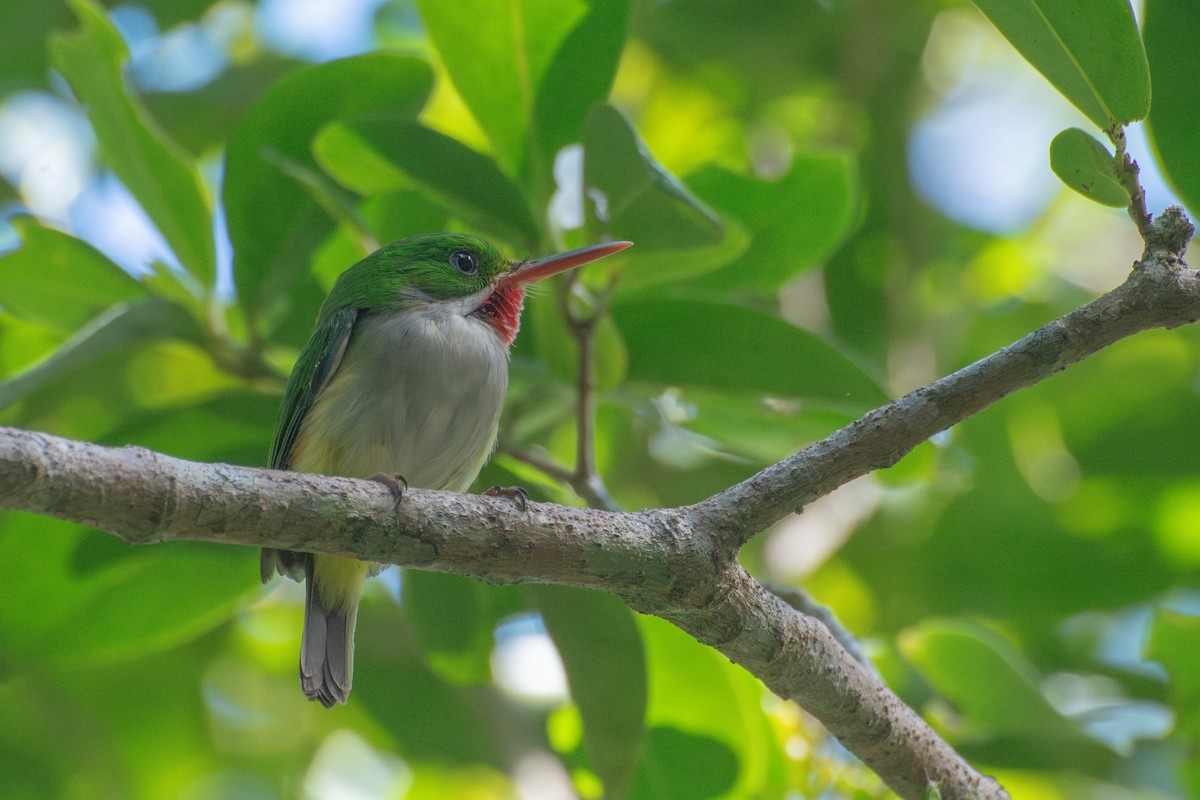 Puerto Rican Tody - ML637058217