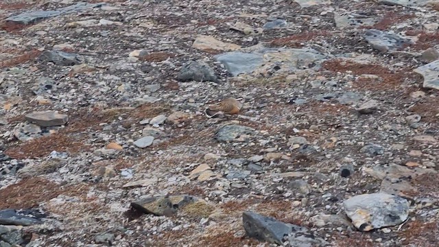Eurasian Dotterel - ML637058283
