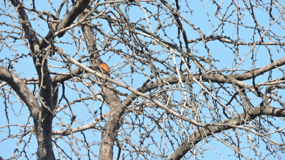 Scarlet-backed Woodpecker - ML637058316
