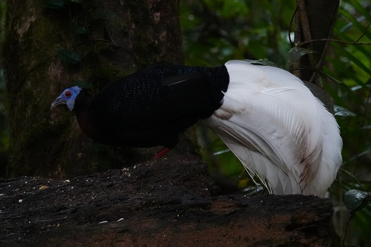 Bulwer's Pheasant - ML637058337