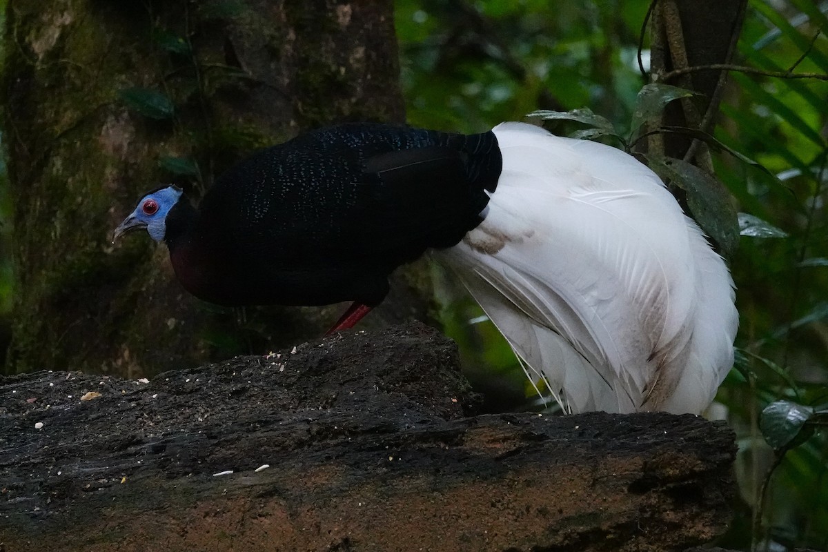 Bulwer's Pheasant - ML637058338