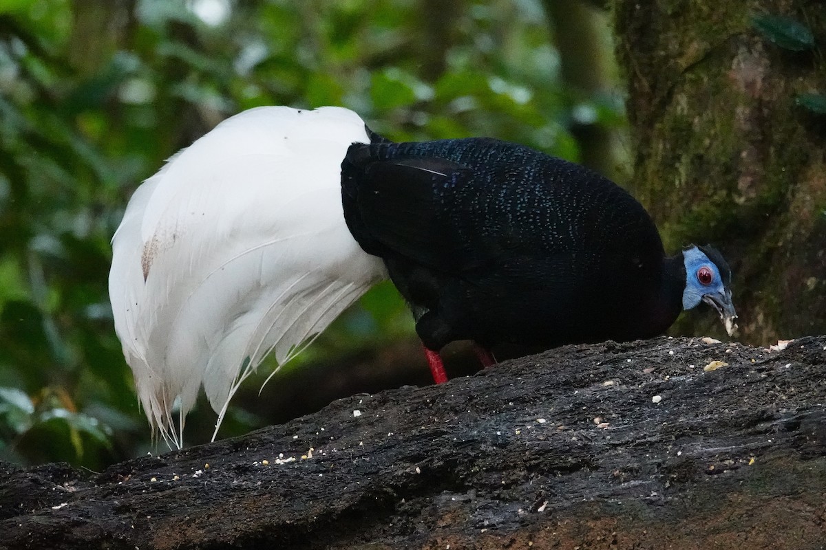 Bulwer's Pheasant - ML637058340