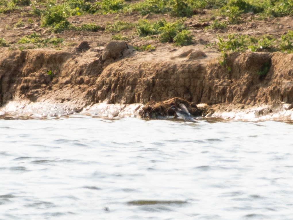 Red-necked Phalarope - ML637058432