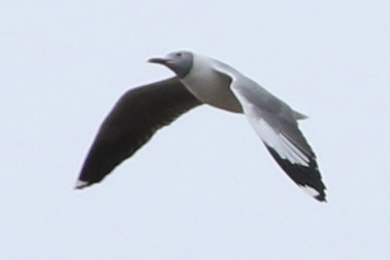 Gray-hooded Gull - ML63705851