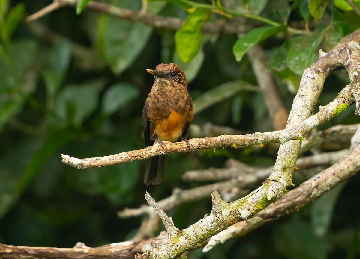 Brown Jacamar - ML637058514