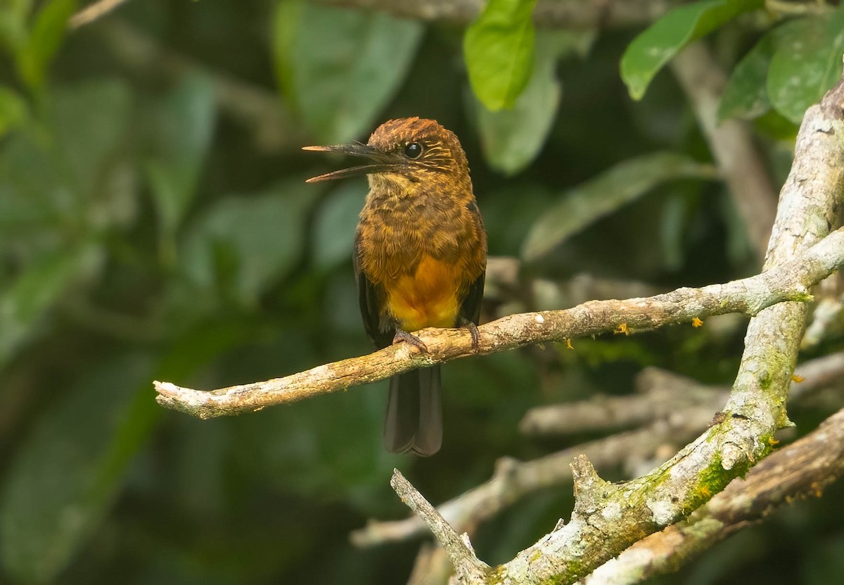 Brown Jacamar - ML637058515