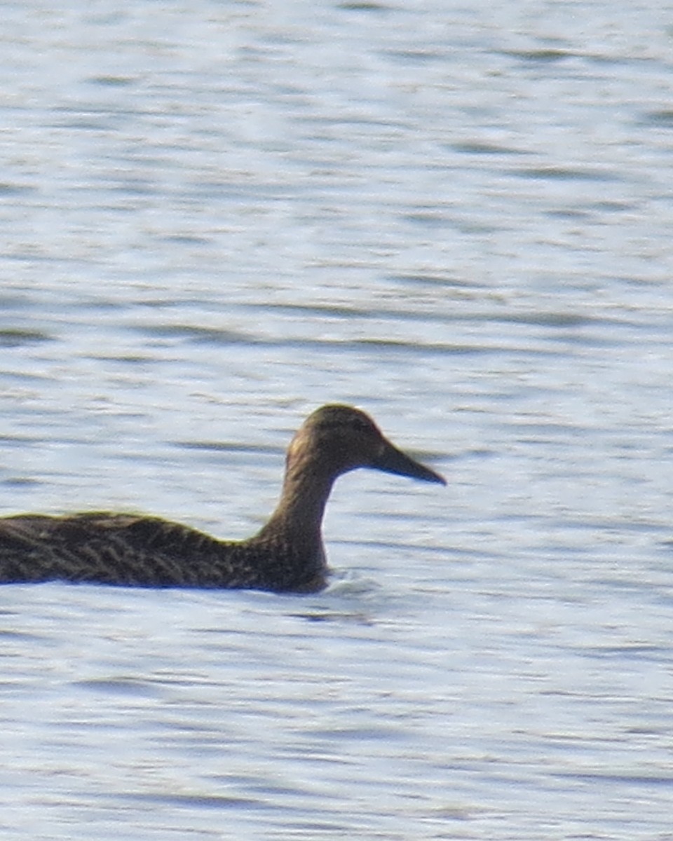 anatidé sp. (canard barboteur sp.) - ML637058519