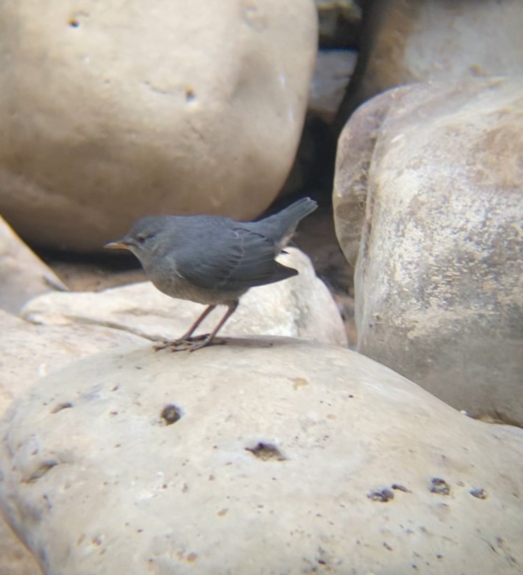 American Dipper - ML637058583