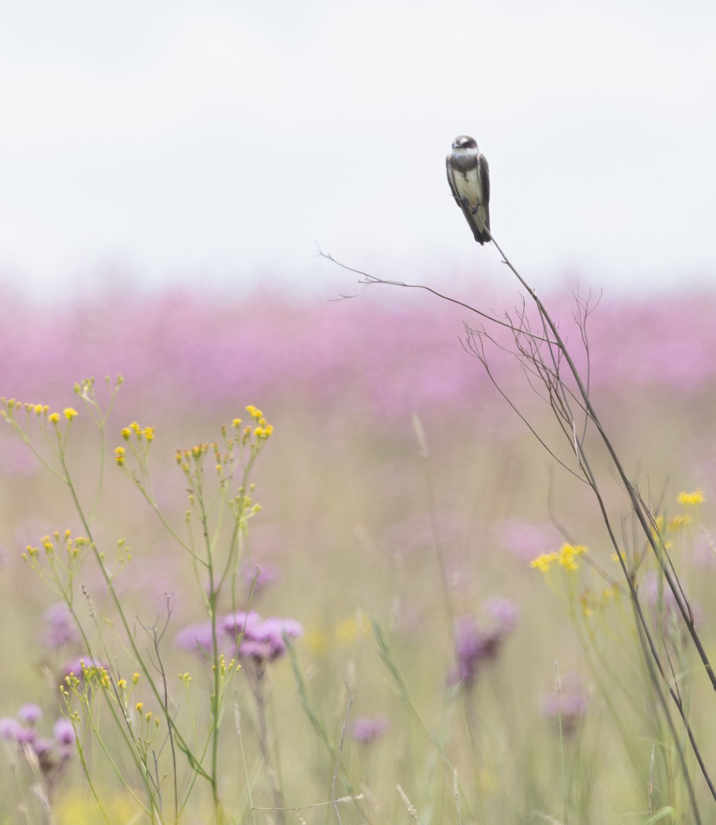 Banded Martin - ML637058591