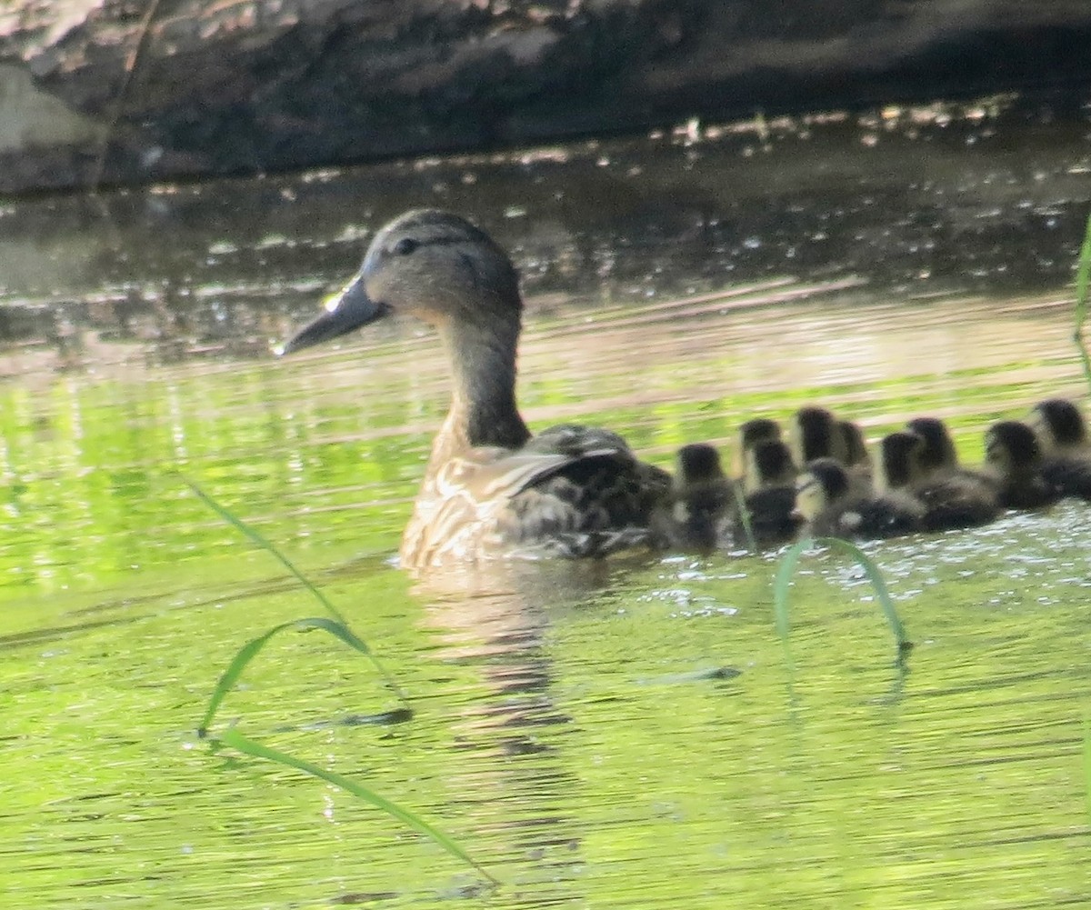 anatidé sp. (canard barboteur sp.) - ML637058700