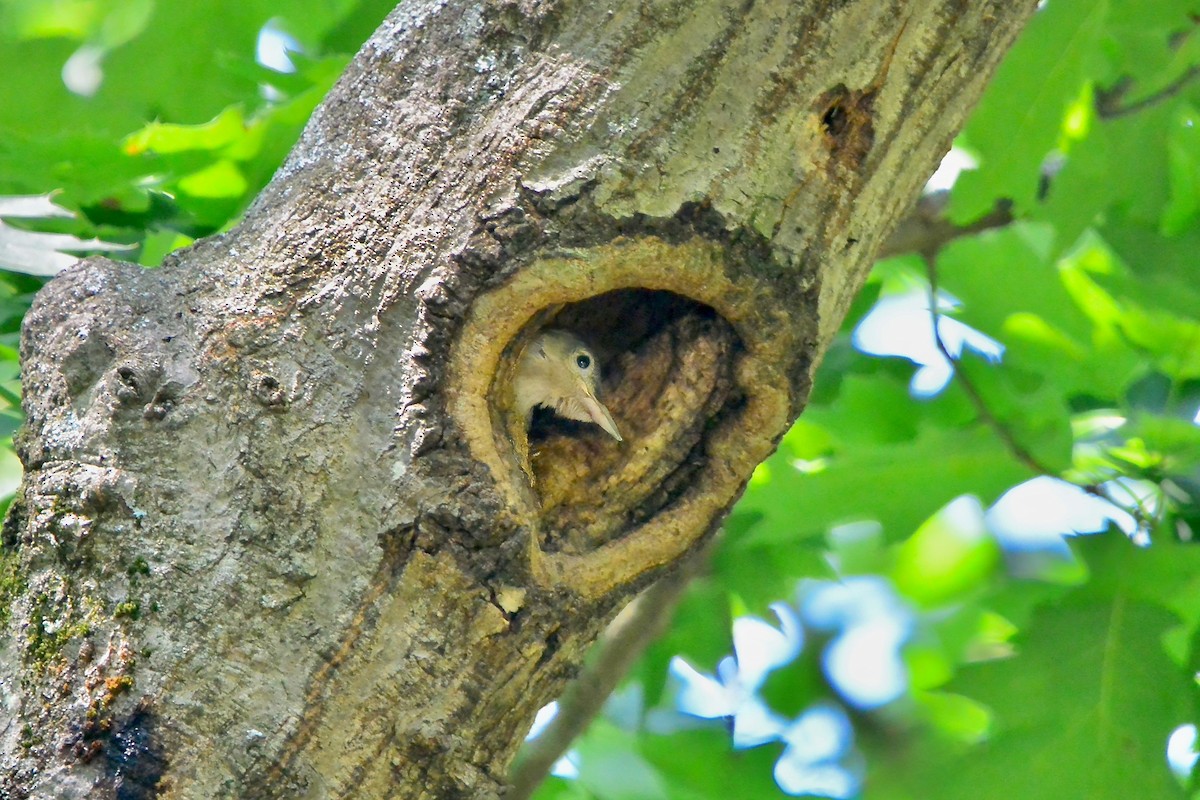 Red-bellied Woodpecker - Seth Honig