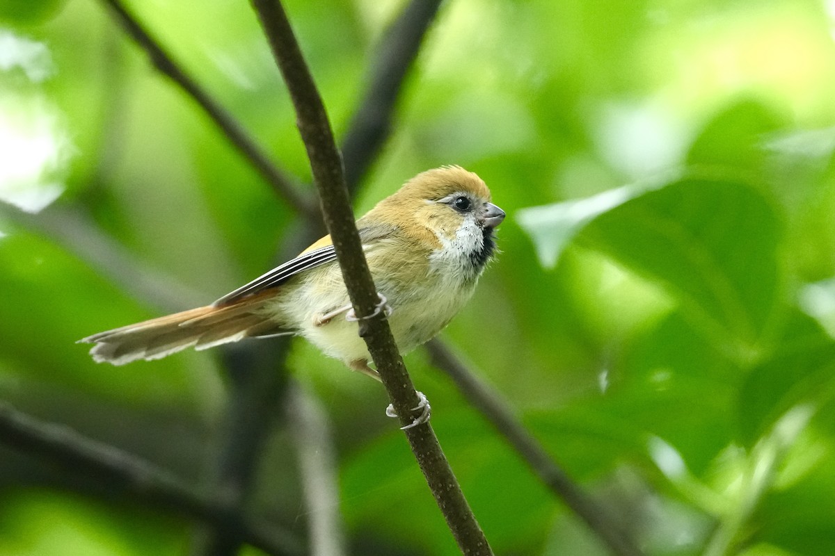 Golden Parrotbill - ML637058904