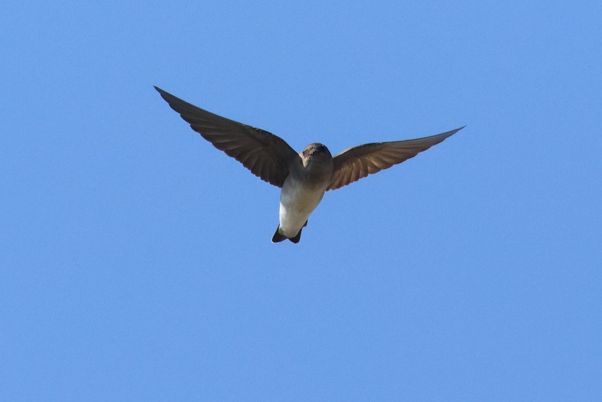 Plain Martin - ML637059016