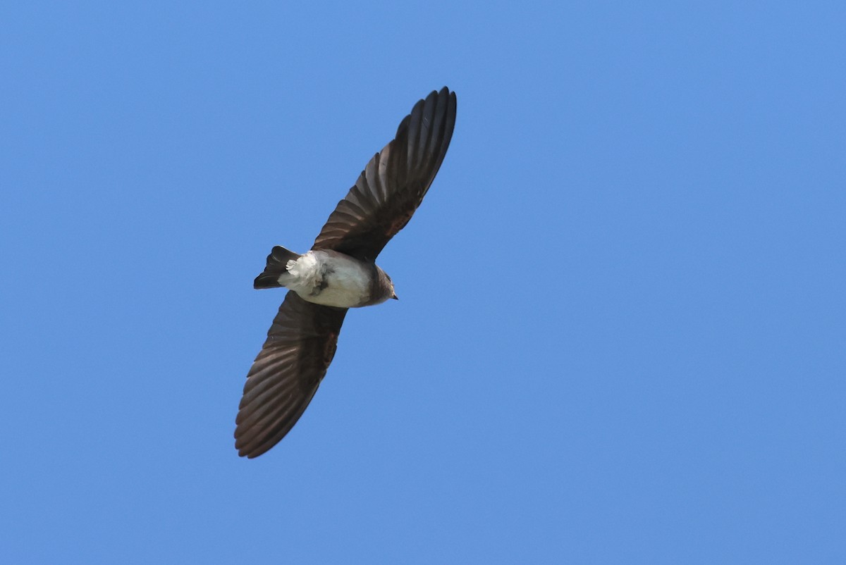 Plain Martin - ML637059017