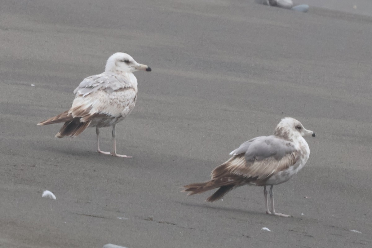 California Gull (albertaensis) - ML637059076