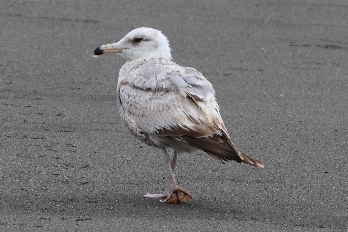 California Gull (albertaensis) - ML637059092