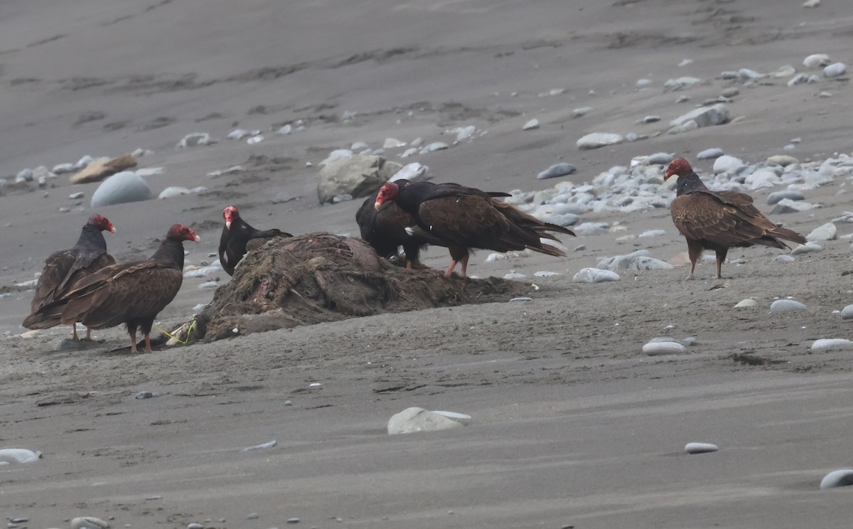 Turkey Vulture - ML637059102