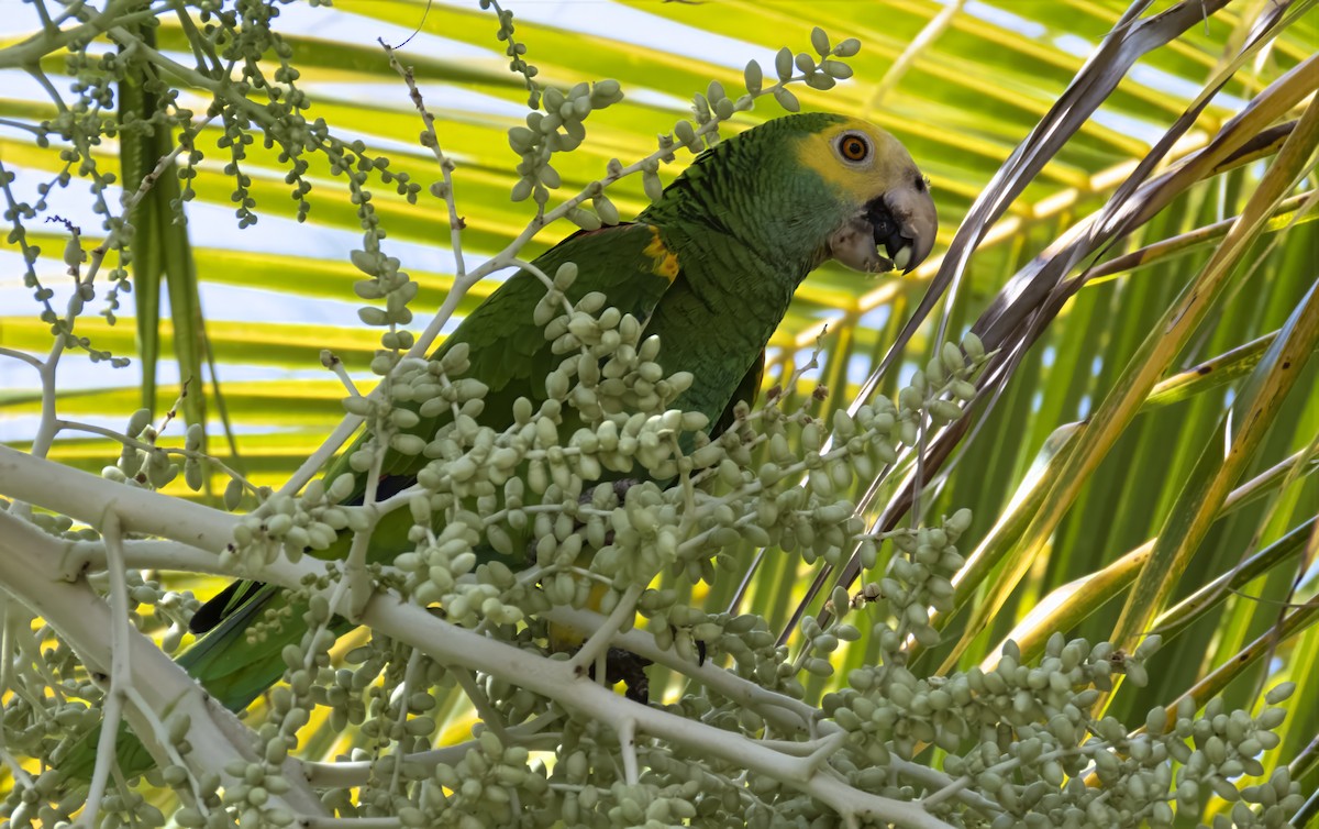 Yellow-shouldered Amazon - ML637059159