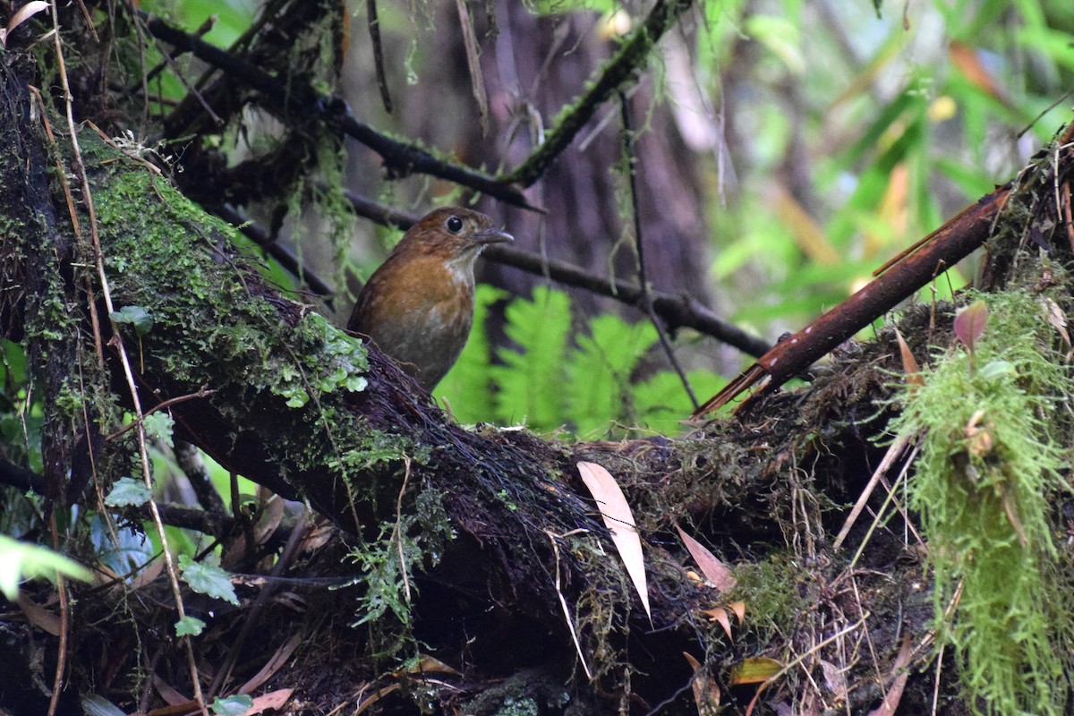 Brown-banded Antpitta - ML637059291