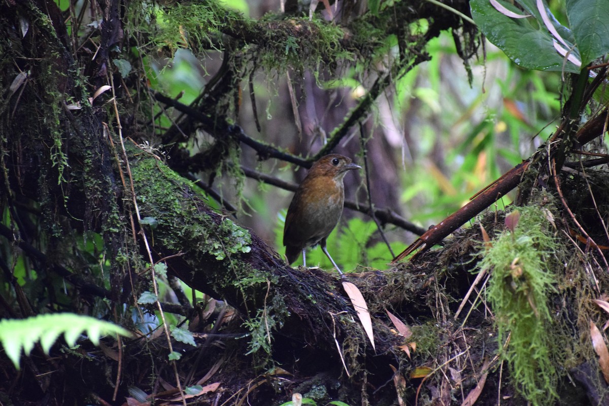 Brown-banded Antpitta - ML637059295