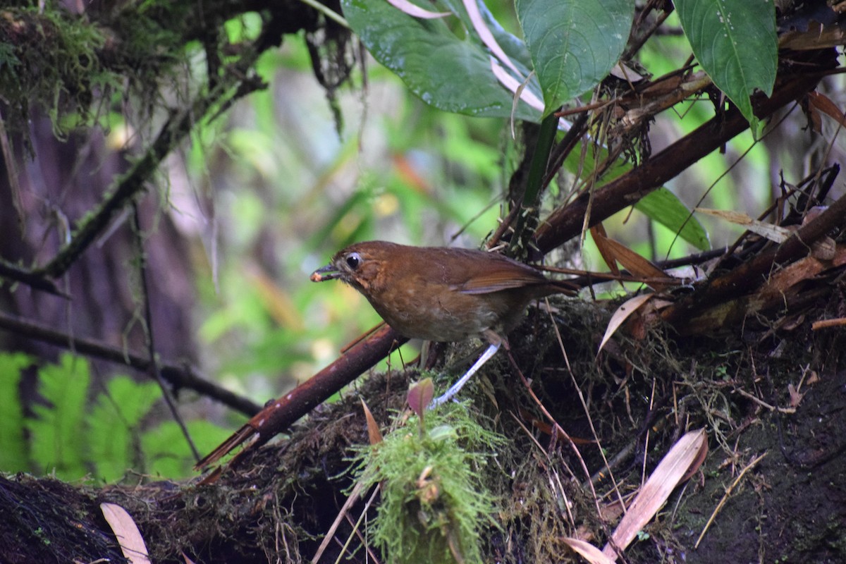 Brown-banded Antpitta - ML637059296