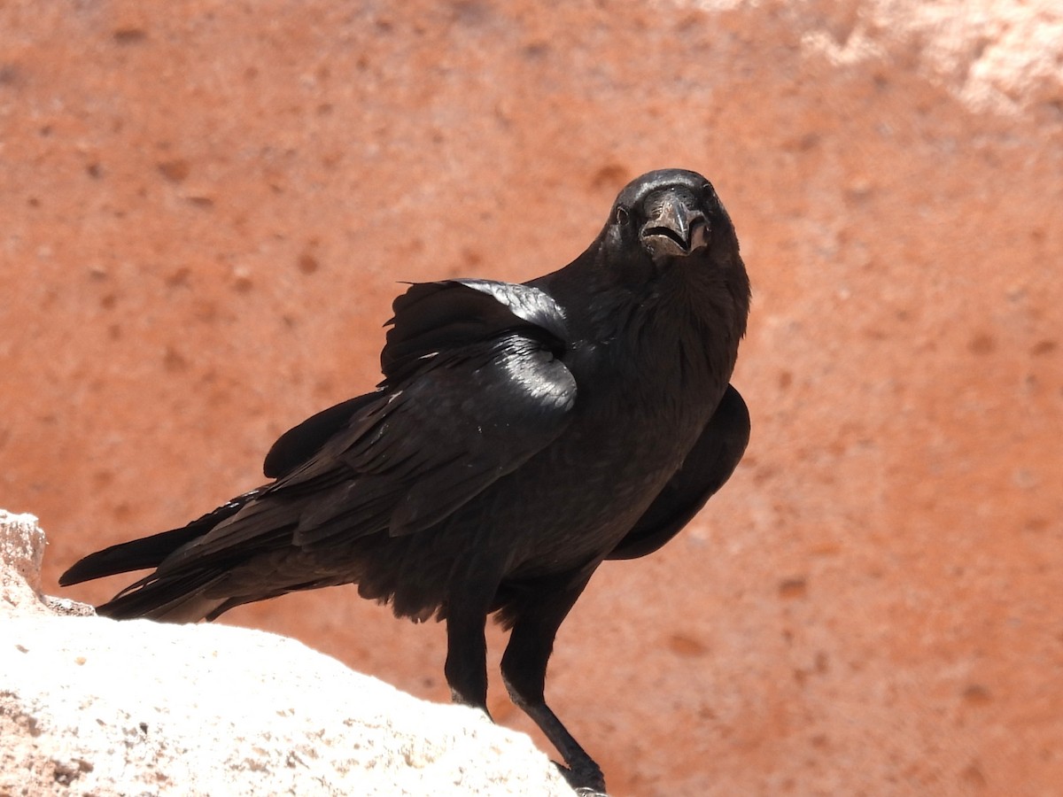 ravn - ML637059359