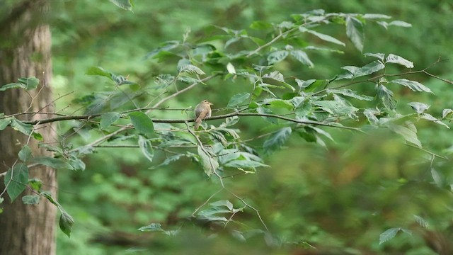Worm-eating Warbler - ML637059378