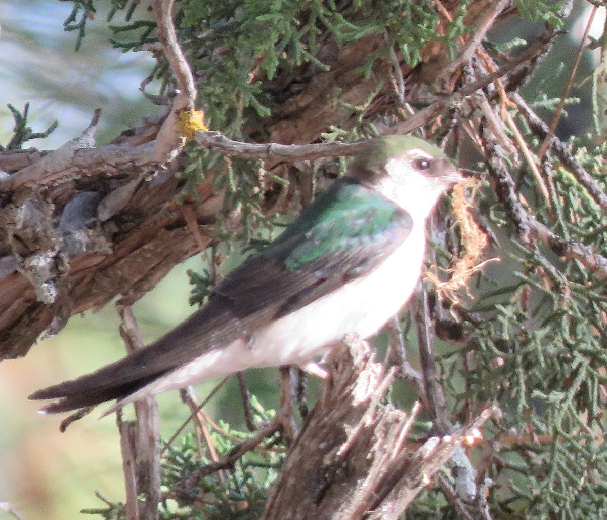 Violet-green Swallow - ML637059462