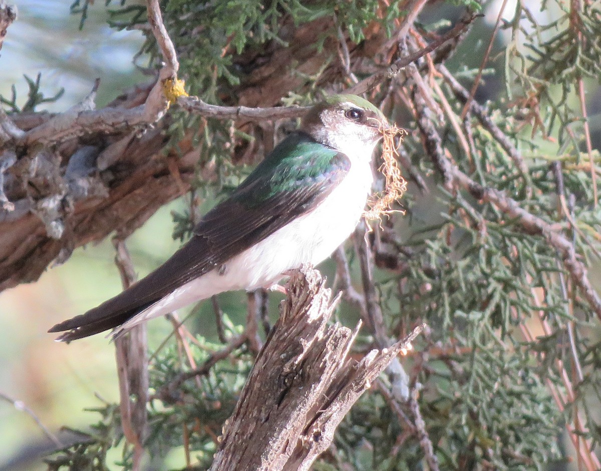 Violet-green Swallow - ML637059476