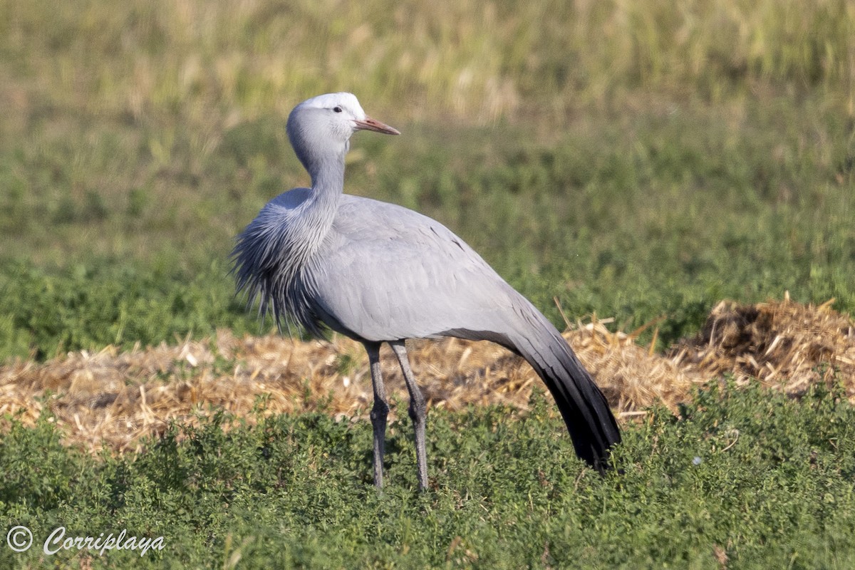 Blue Crane - ML637059485