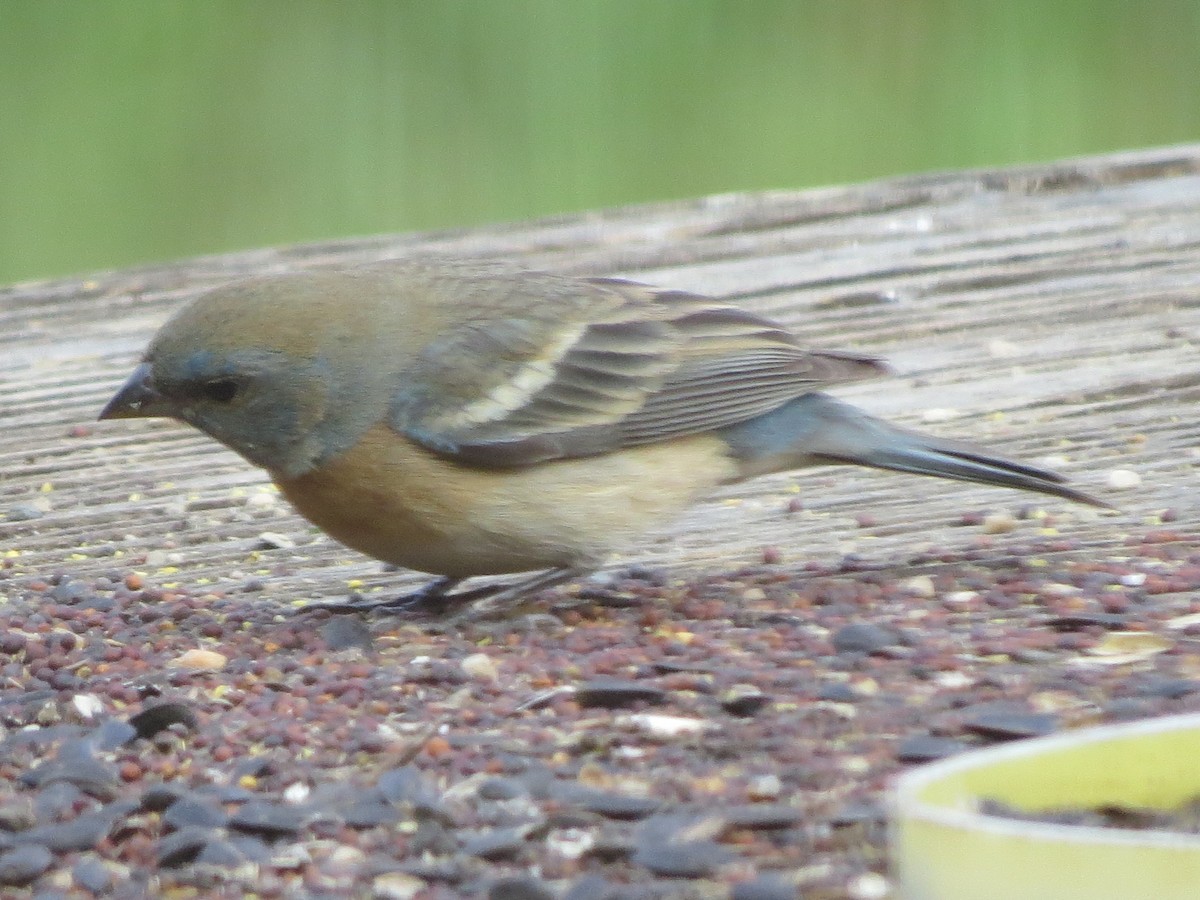 Passerin azuré - ML637059517