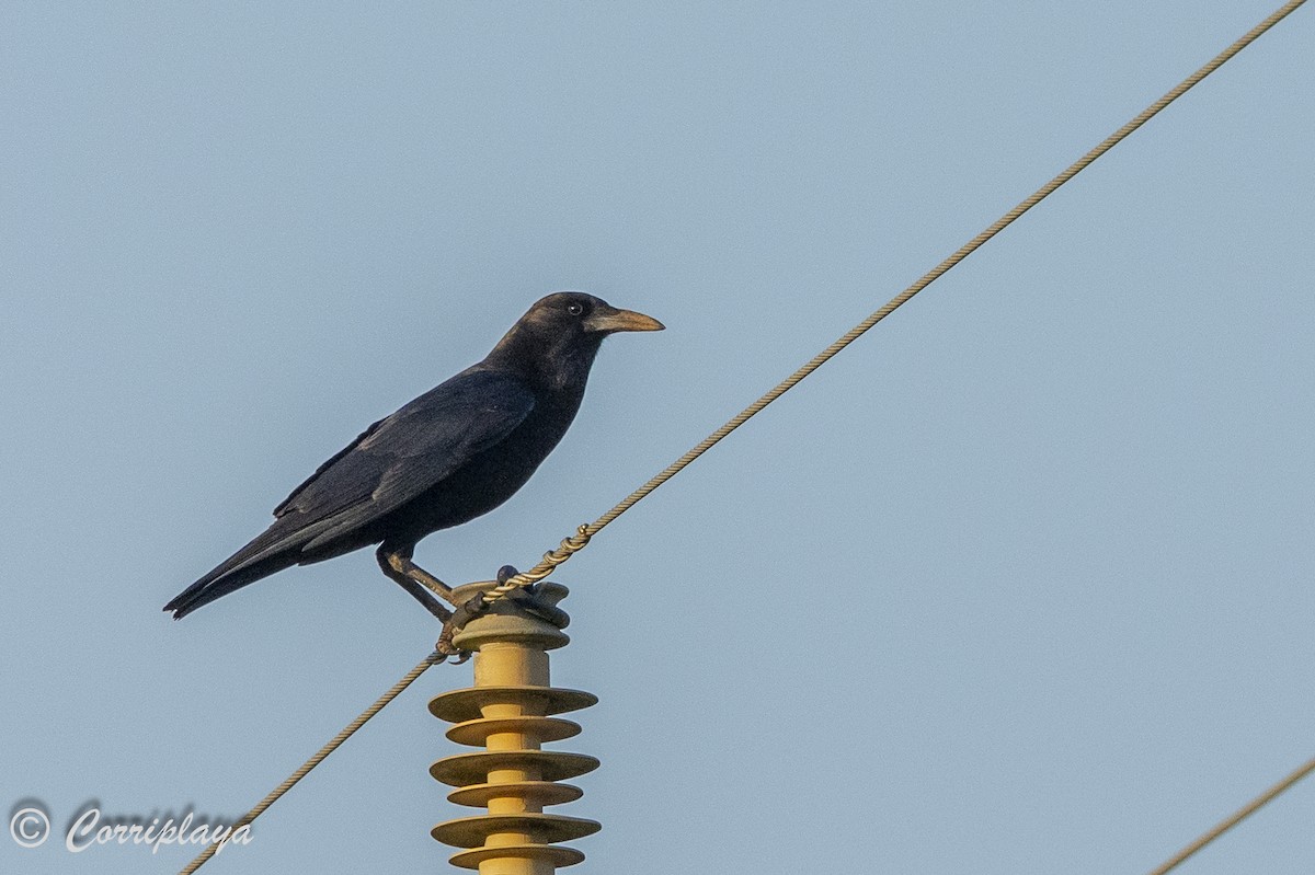 Cape Crow - ML637059543