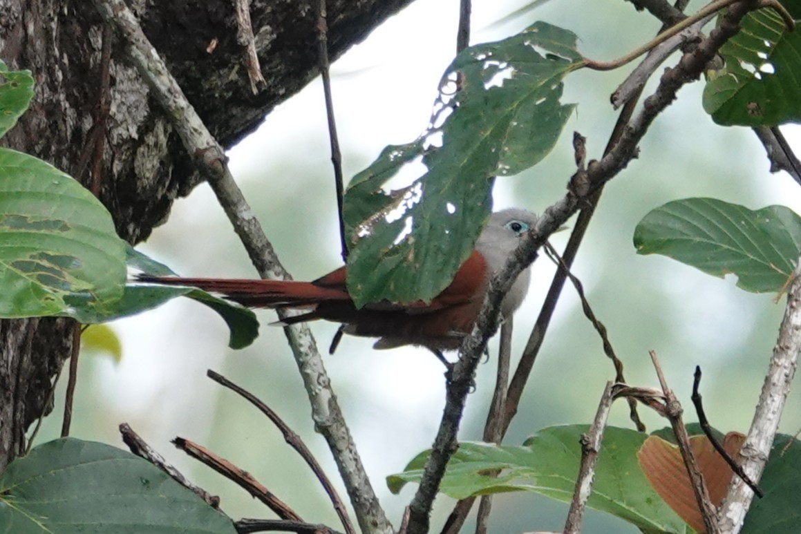 Raffles's Malkoha - ML637059565