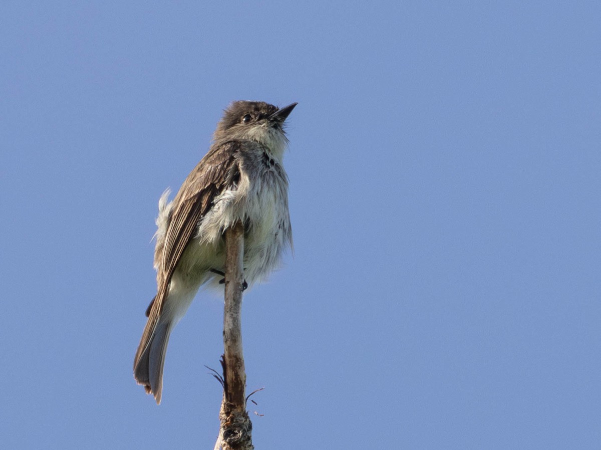 Eastern Phoebe - ML637059715