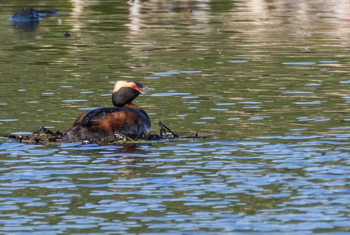 Horned Grebe - ML637059727