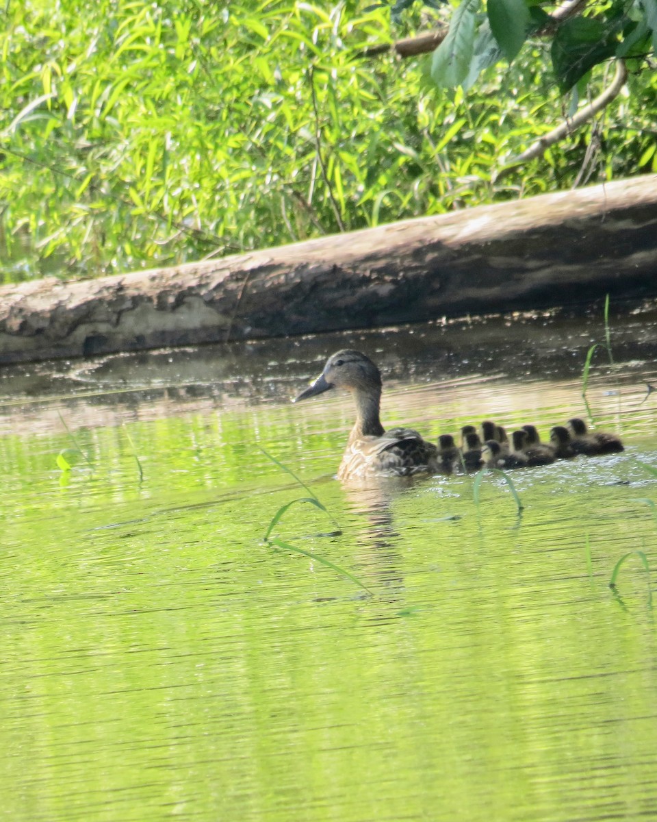 anatidé sp. (canard barboteur sp.) - ML637059776