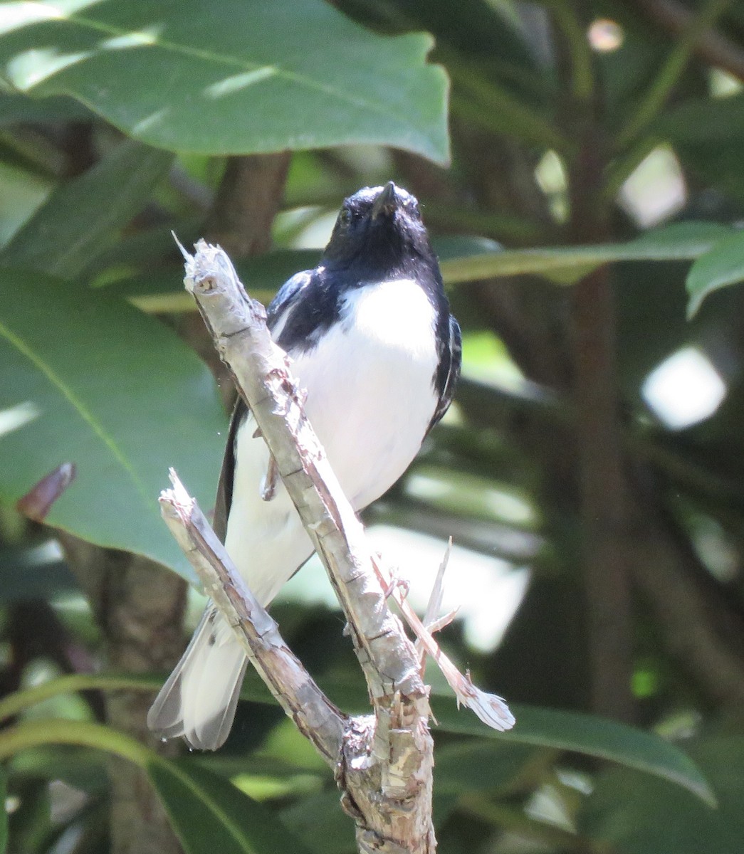 Black-throated Blue Warbler - ML637059803