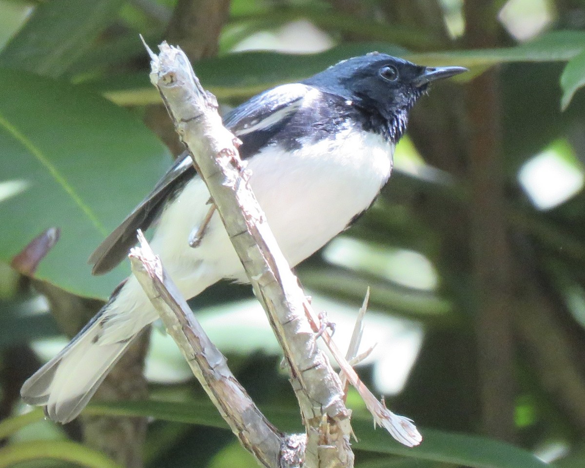 Black-throated Blue Warbler - ML637059804