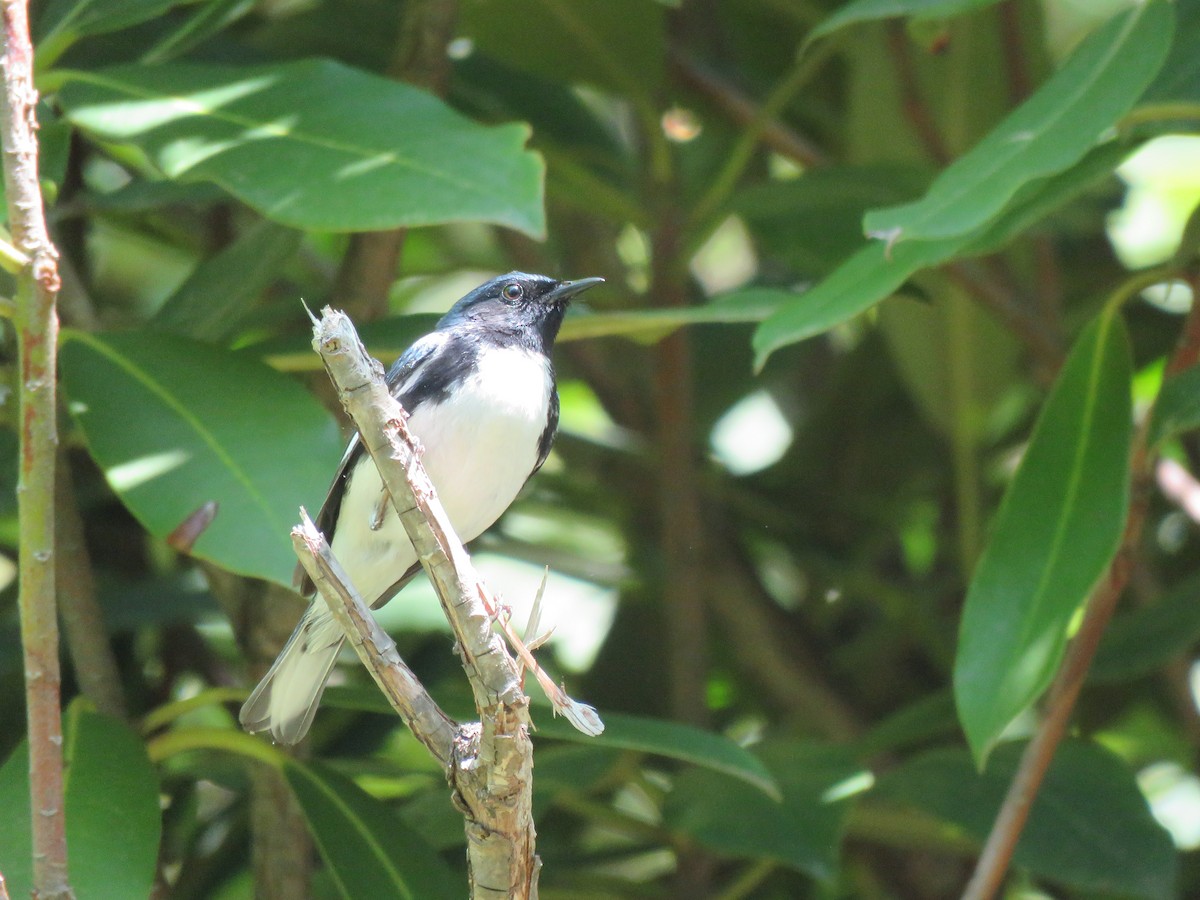 Black-throated Blue Warbler - ML637059805