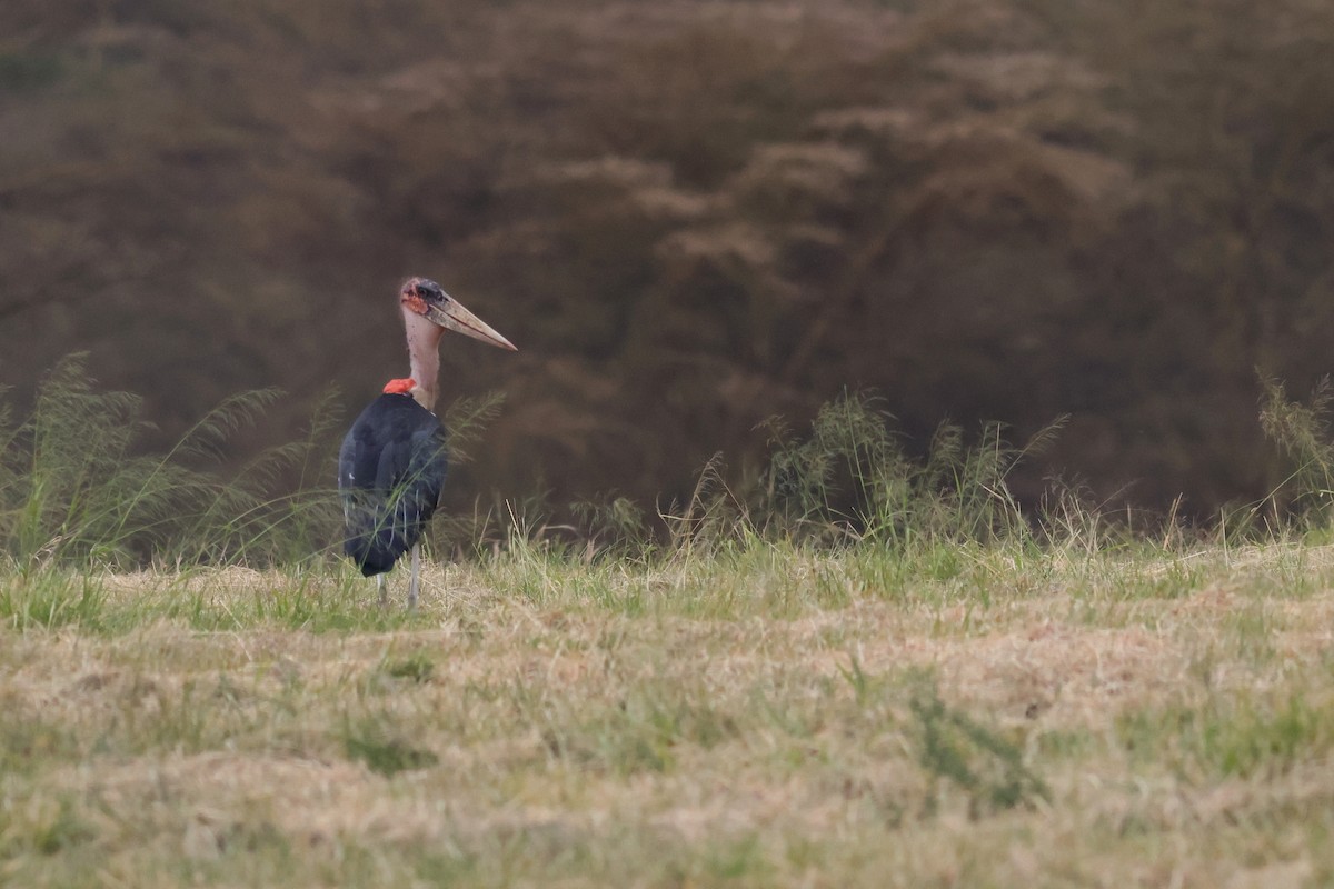 Marabou Stork - ML637059915
